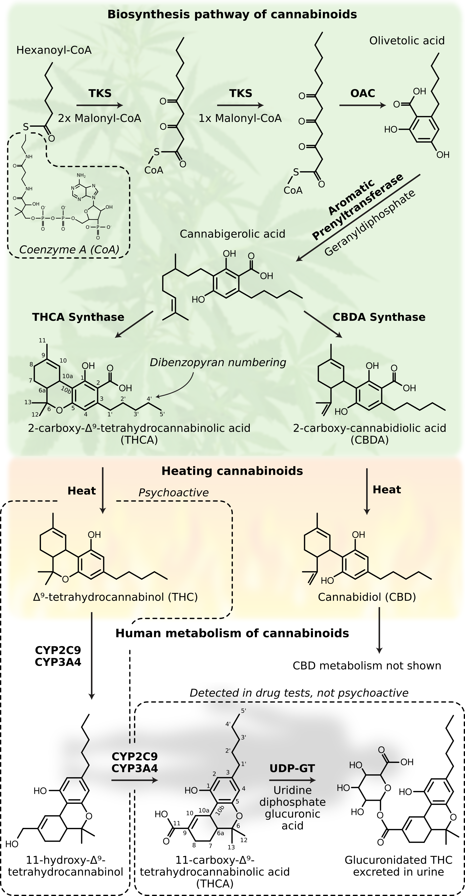 Biosynthesis pathway of cannabinoids